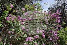 Седмица на гората 2024 - Държавно ловно стопанство “Кричим”