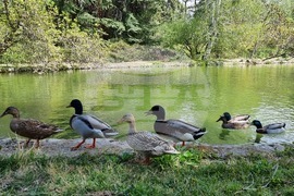 Седмица на гората 2024 - Държавно ловно стопанство “Кричим”