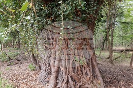 Седмица на гората 2024 - Държавно ловно стопанство “Кричим”