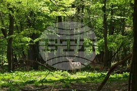 Седмица на гората 2024 - Държавно ловно стопанство “Кричим”