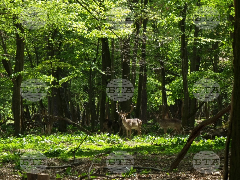 Седмица на гората 2024 - Държавно ловно стопанство “Кричим”