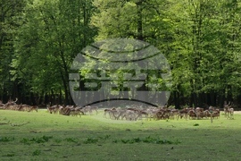 Седмица на гората 2024 - Държавно ловно стопанство “Кричим”