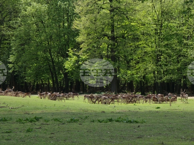 Седмица на гората 2024 - Държавно ловно стопанство “Кричим”