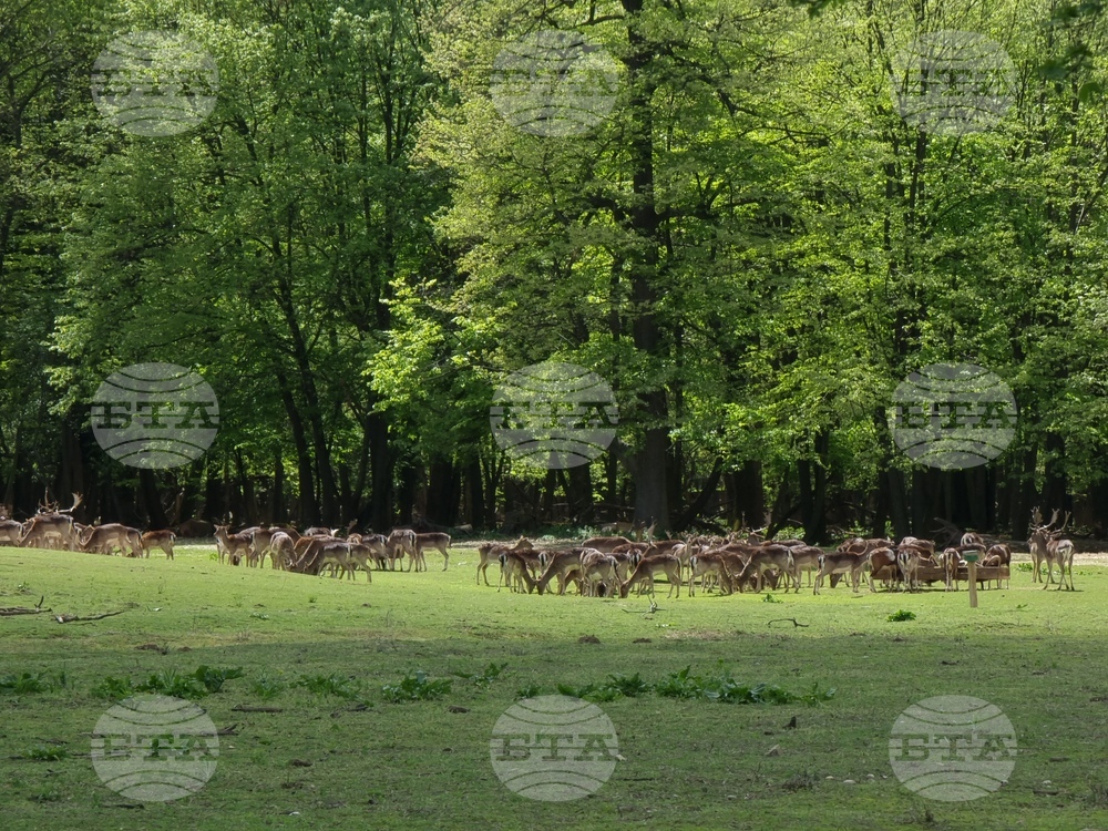 Седмица на гората 2024 - Държавно ловно стопанство “Кричим”