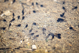 Бургас - Мандренско езеро - попови лъжички