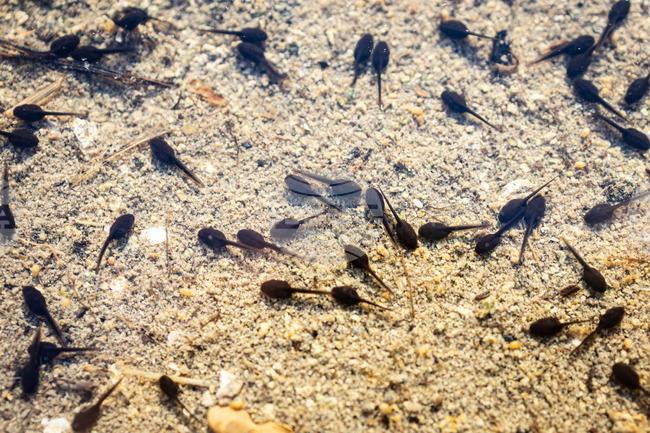 Бургас - Мандренско езеро - попови лъжички