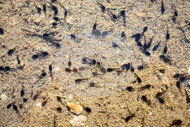 Бургас - Мандренско езеро - попови лъжички