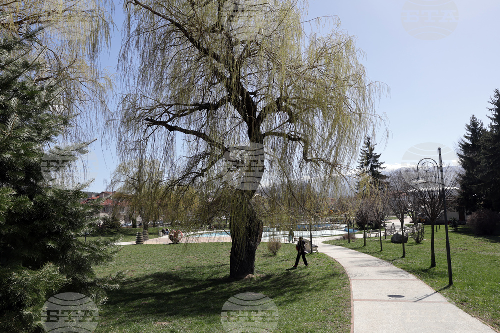 Община Самоков обяви обществена поръчка за поддържане на цветни площи и доставка на цветя