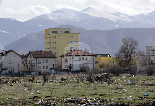 Общински инспектори в Шумен са установили за ден четири нарушения на собственици на коне