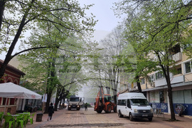 Добрич - протест - изсичане на дървет