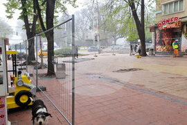 Добрич - протест - изсичане на дървета