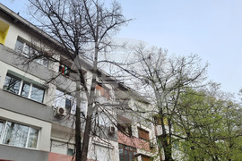 Добрич - протест - изсичане на дървета