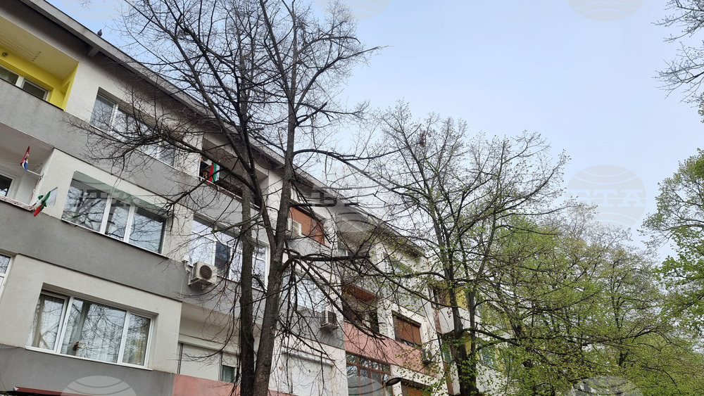 Добрич - протест - изсичане на дървета