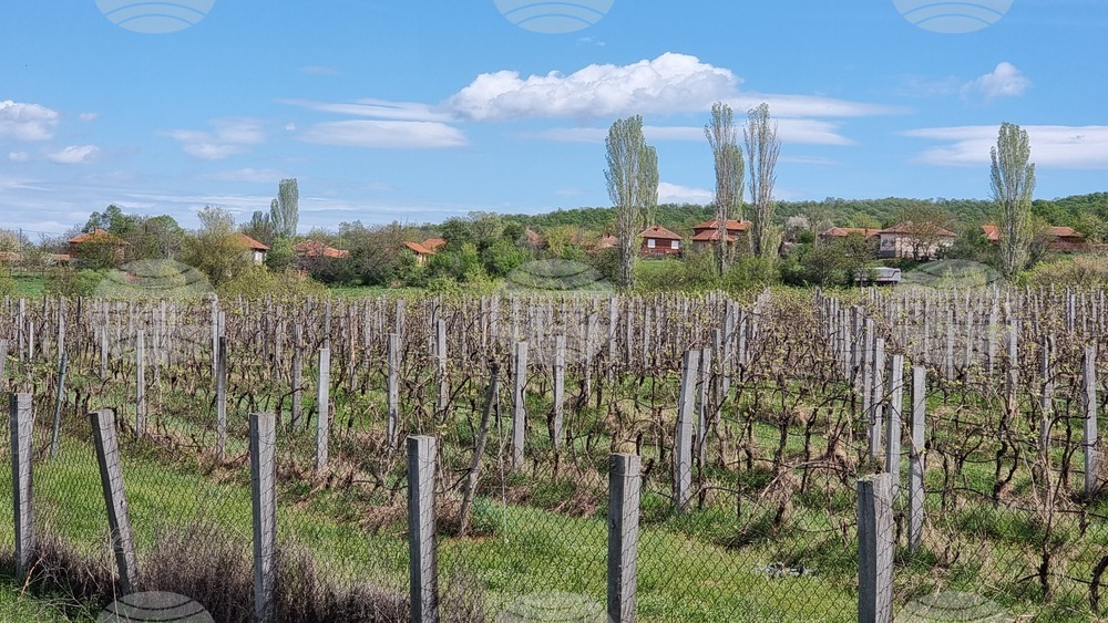 Ученици от българския център „Медиа“ в Криничне, Украйна, посетиха винарна в навечерието на Трифон Зарезан