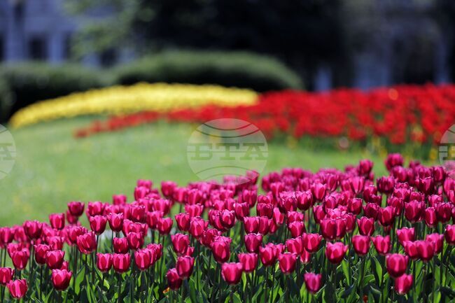 Над 840 000 цветя и цветни фигури красят София през пролетта, съобщиха от Столичната община