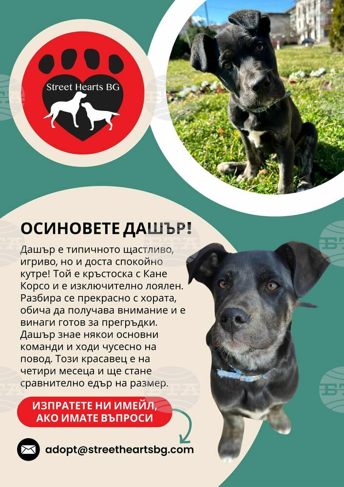 Община Дряново призовава хората да потърсят и осиновят своя бъдещ домашен любимец от приюта за кучета в село Глушка