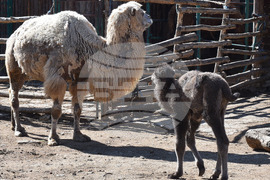 Варна - Зоопарк - новородено камилче