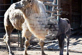 Варна - Зоопарк - новородено камилче