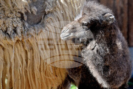 Варна - Зоопарк - новородено камилче