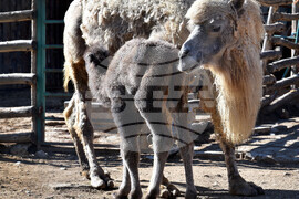 Варна - Зоопарк - новородено камилче