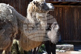 Варна - Зоопарк - новородено камилче