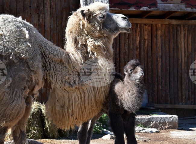  Варна - Зоопарк - новородено камилче