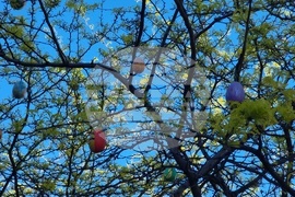 Враца - великденска украса 