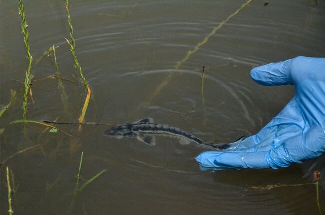 WWF пусна 6500 критично застрашени есетри в Дунав край Белене
