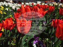 Снимка: Община Плевен