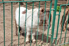 Ловеч - зоопарк