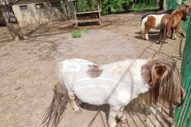 Ловеч - зоопарк