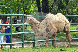 Ловеч - зоопарк