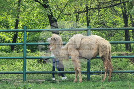 Ловеч - зоопарк