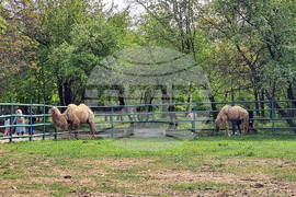 Ловеч - зоопарк
