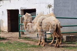 Ловеч - зоопарк