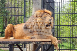 Ловеч - зоопарк