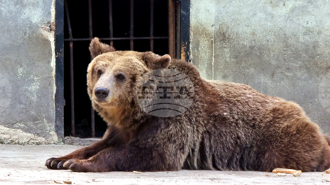 С ДНК анализ Южноцентралното държавно предприятие ще преброява мечките в Родопите