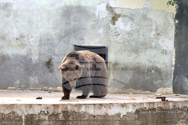 Ловеч - зоопарк