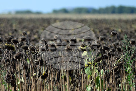 Село Китанчево - жътва на слънчоглед