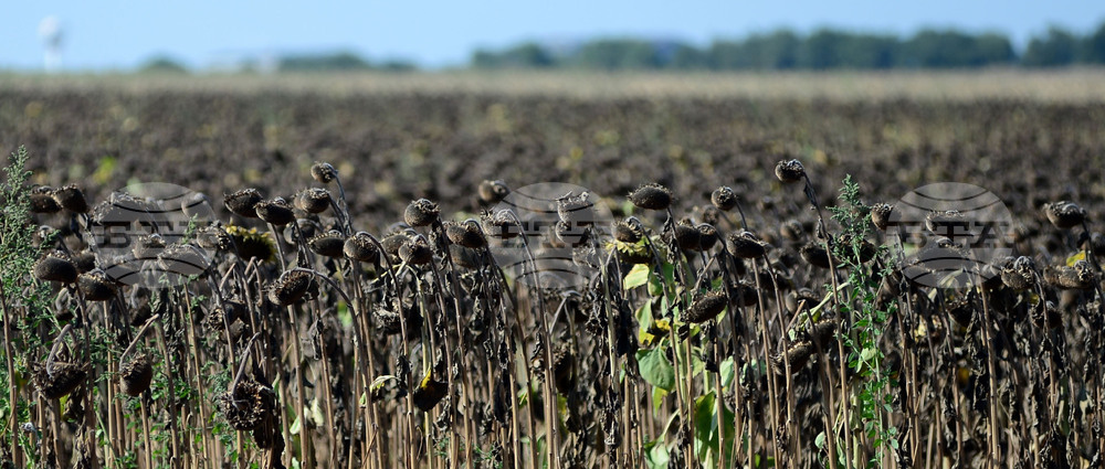 Село Китанчево - жътва на слънчоглед