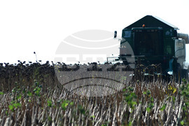 Село Китанчево - жътва на слънчоглед