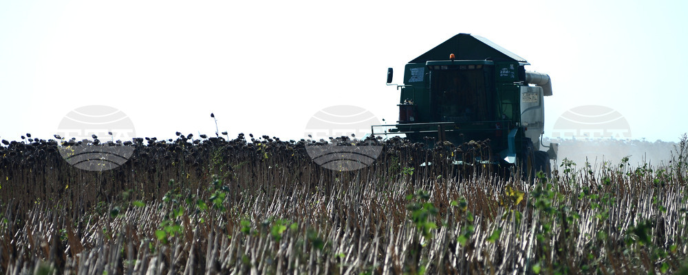 Село Китанчево - жътва на слънчоглед