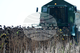 Село Китанчево - жътва на слънчоглед