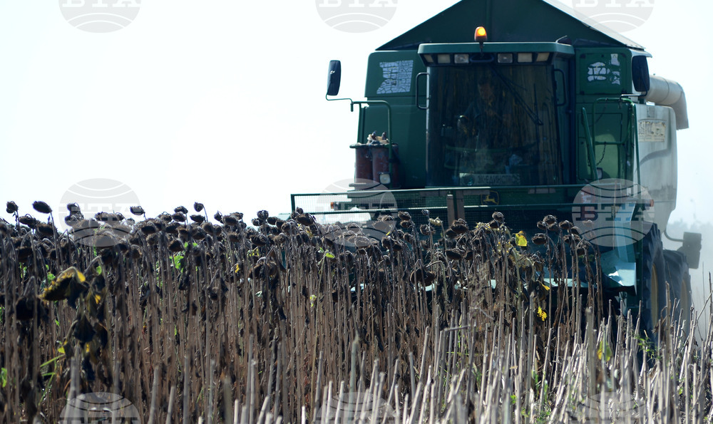 Село Китанчево - жътва на слънчоглед
