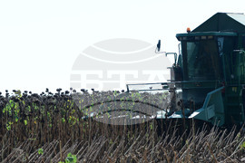 Село Китанчево - жътва на слънчоглед