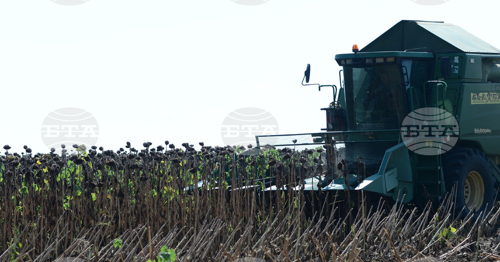 Село Китанчево - жътва на слънчоглед