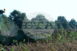 Село Китанчево - жътва на слънчоглед