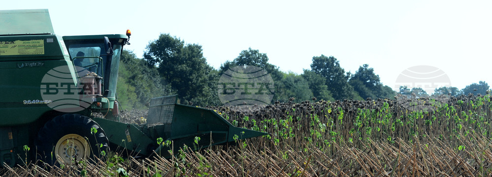 Село Китанчево - жътва на слънчоглед