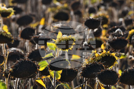 Село Китанчево - жътва на слънчоглед