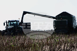 Село Китанчево - жътва на слънчоглед